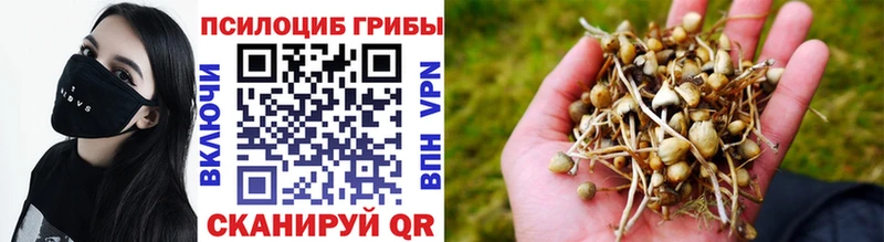 дарк нет наркотические препараты  MEGA ТОР  Новомичуринск  Псилоцибиновые грибы Psilocybine cubensis 